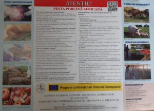 pesta porcină 1